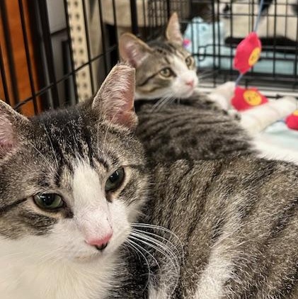 Tripper & Doug, Adoptable, Young Male Domestic Short Hair.