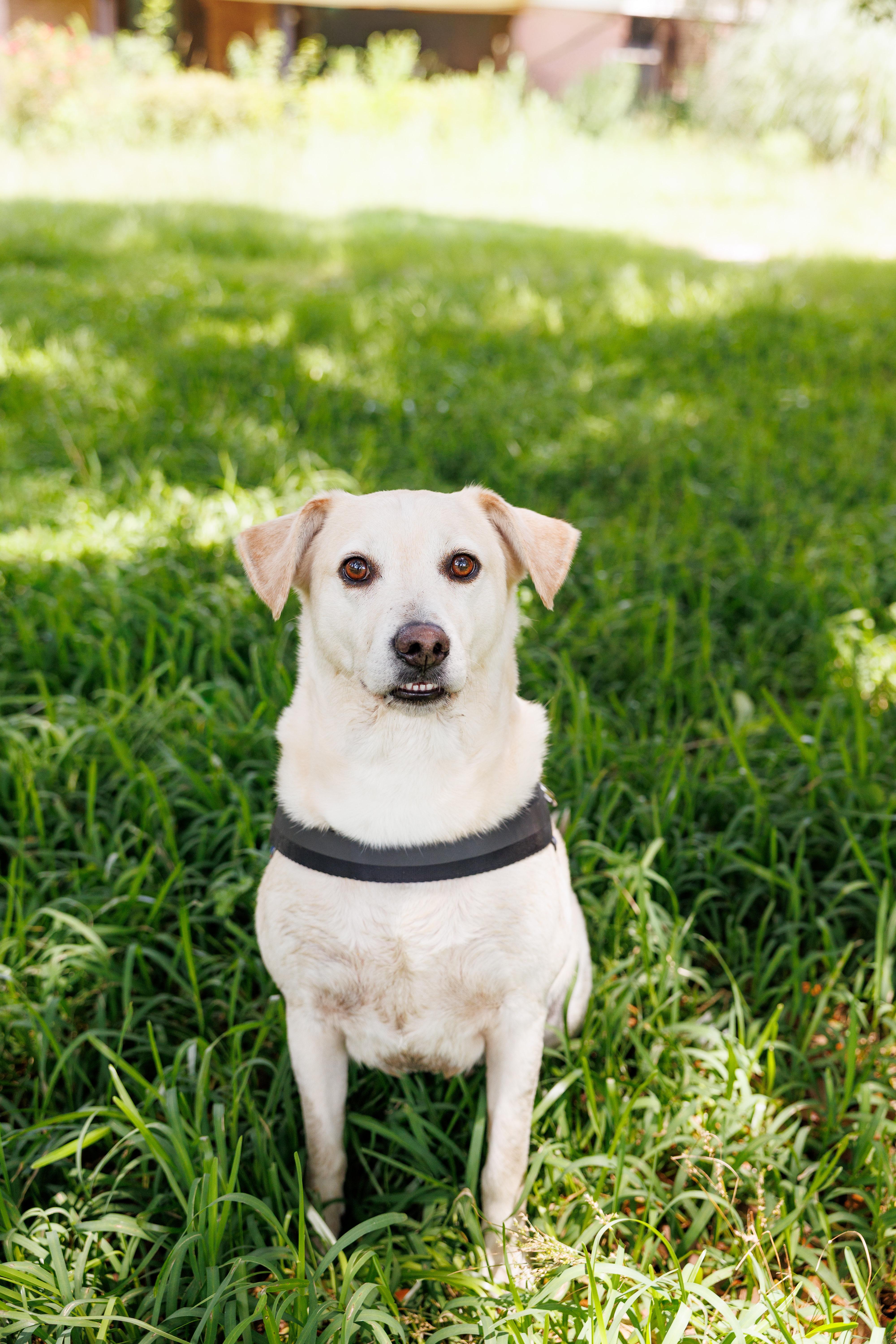 Frenchie, a Adoptable mixed breed in Hagerstown, MD image 1/6