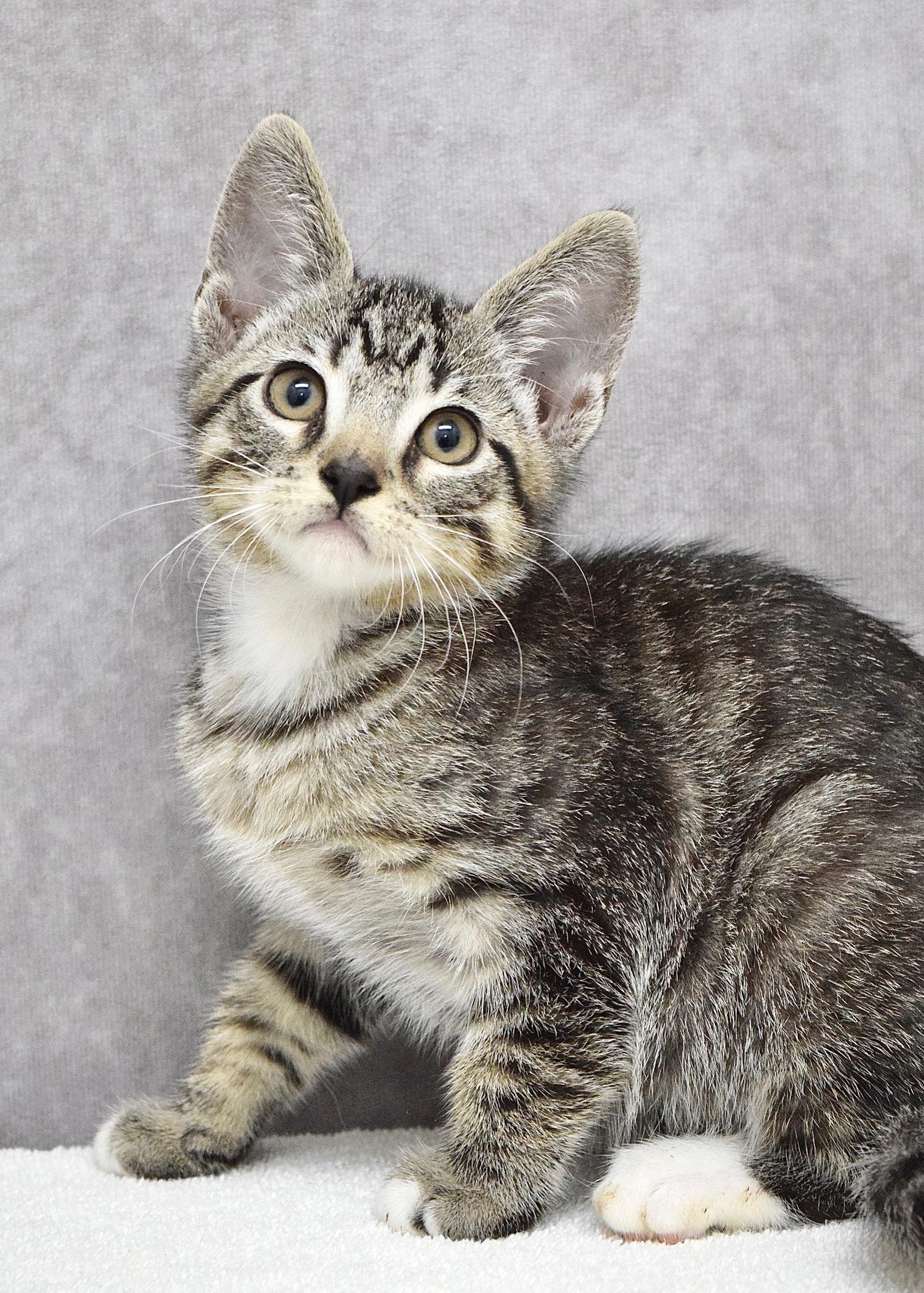 Chuckie, ADOPTABLE, Kitten Male Domestic Short Hair.