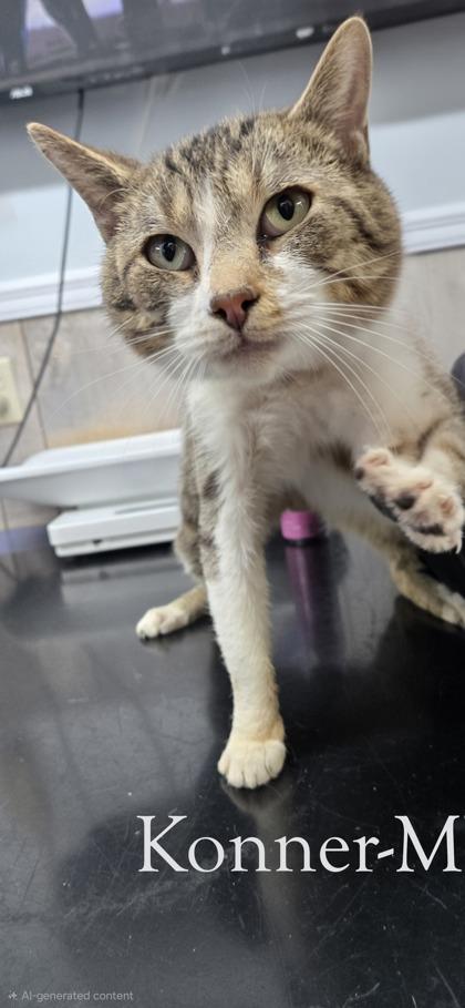 Konner, a Adoptable mixed breed in Guntersville, AL image 2/2