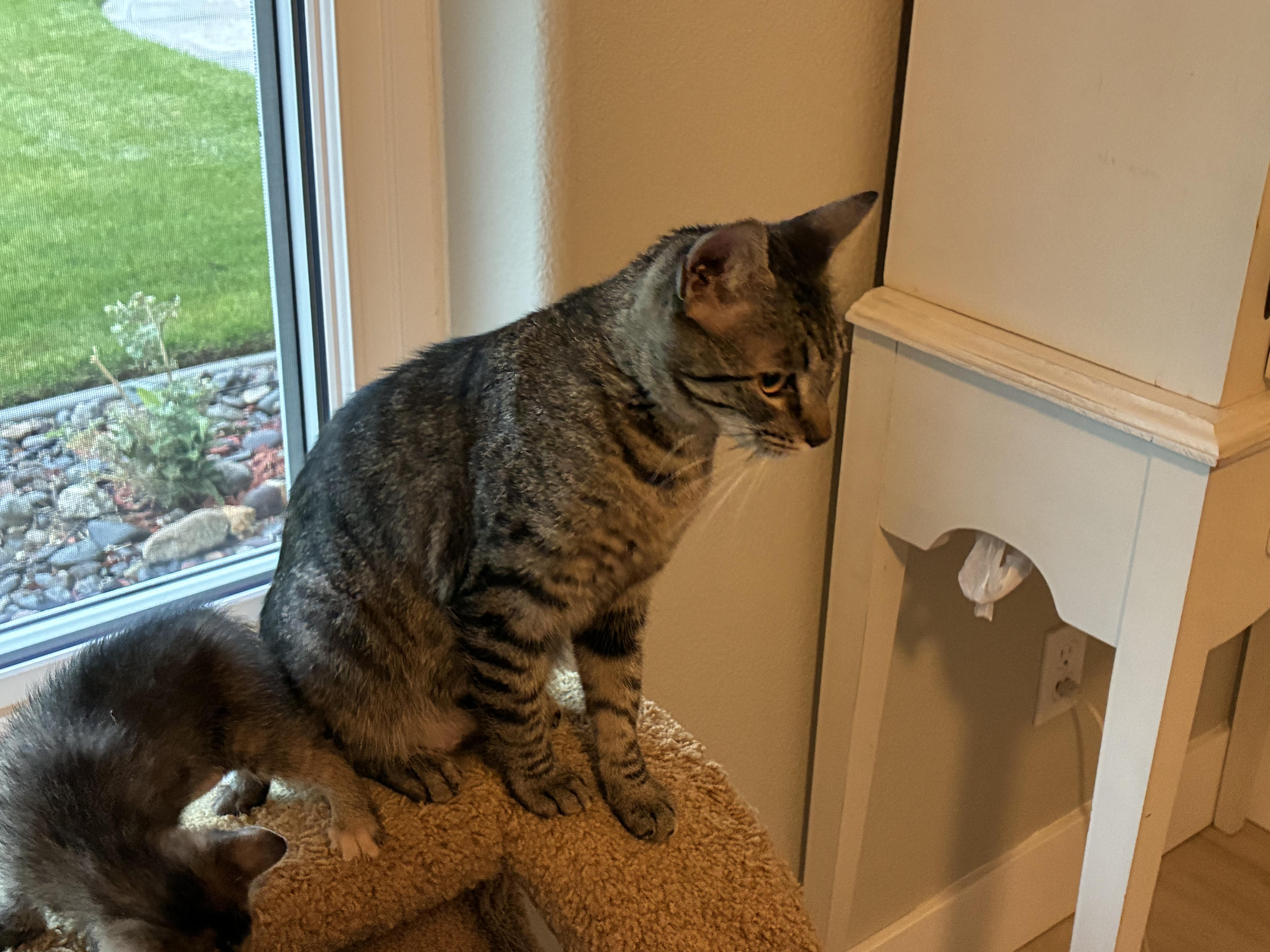 Enlarge Willow, a Adoptable Domestic Short Hair in Gardnerville, NV image 1/2