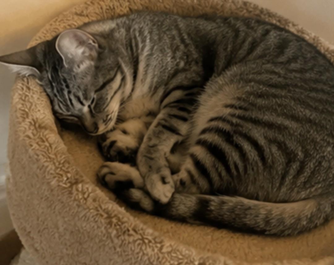 Willow, a Adoptable Domestic Short Hair in Gardnerville, NV image 4/6