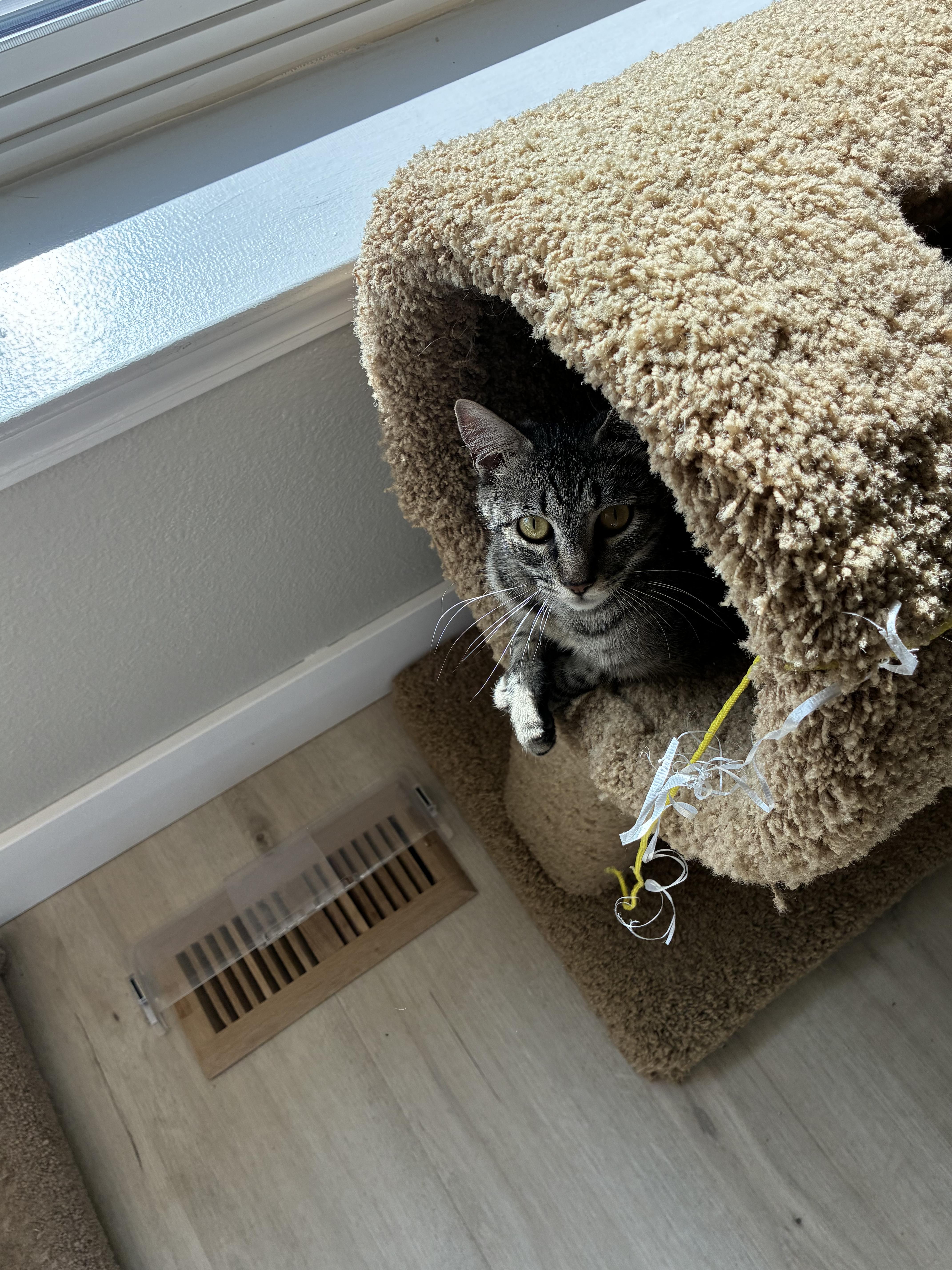 Enlarge Willow, a Adoptable Domestic Short Hair in Gardnerville, NV image 2/2
