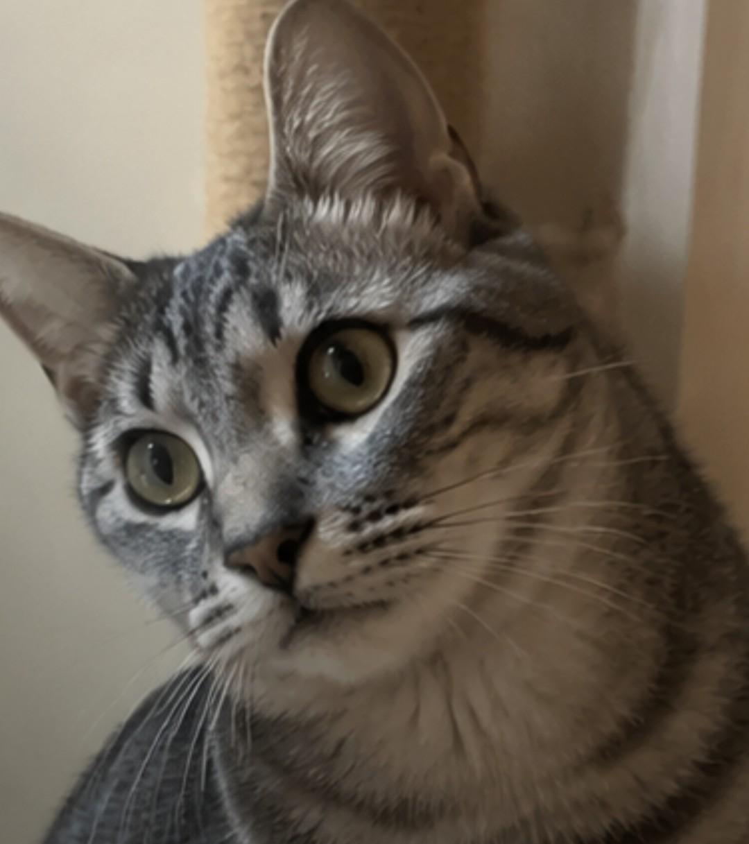 Willow, a Adoptable Domestic Short Hair in Gardnerville, NV image 2/6