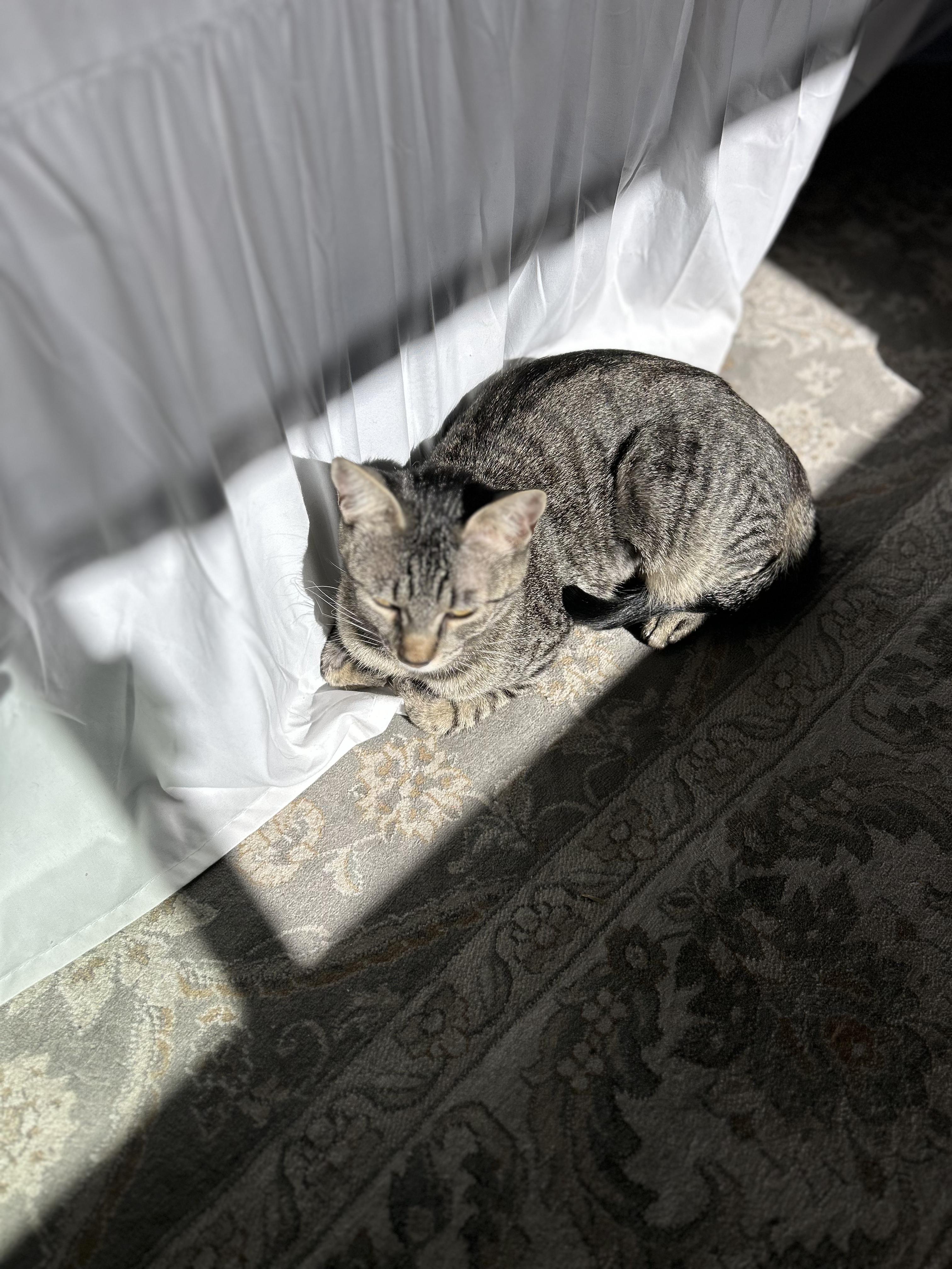 Willow, a Adoptable Domestic Short Hair in Gardnerville, NV image 6/6