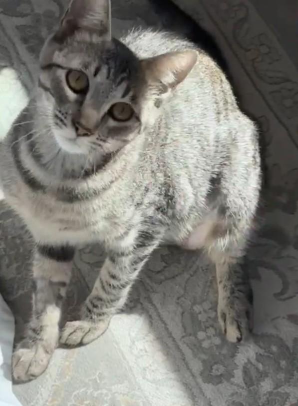 Willow, a Adoptable Domestic Short Hair in Gardnerville, NV image 1/6