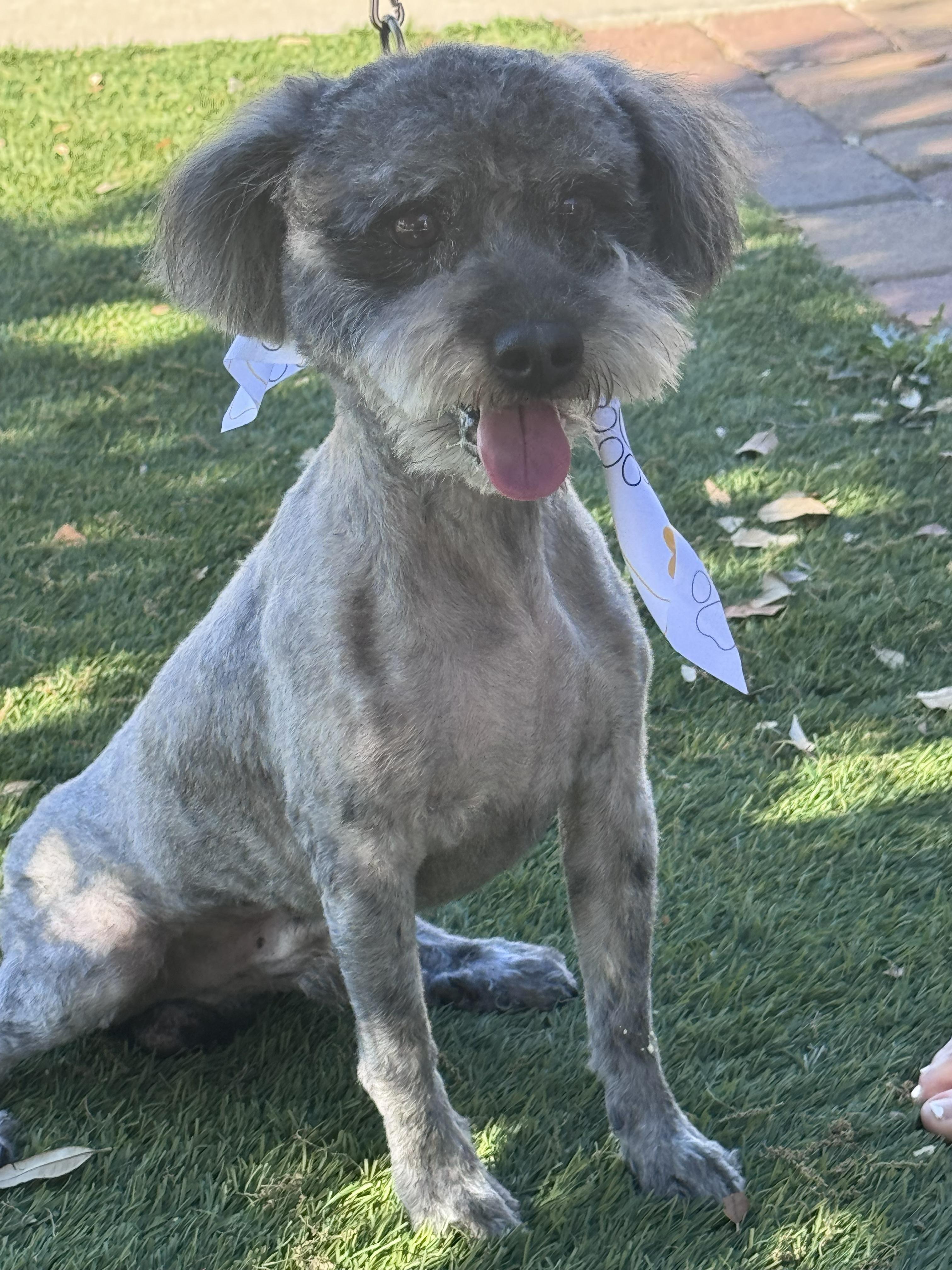 Enlarge Chief, a ADOPTABLE Miniature Poodle in San Tan Valley, AZ image 1/1