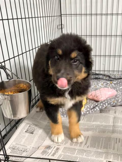 Enlarge Woofie Goldberg, an adopted mixed breed in Ashland, KY image 1/1