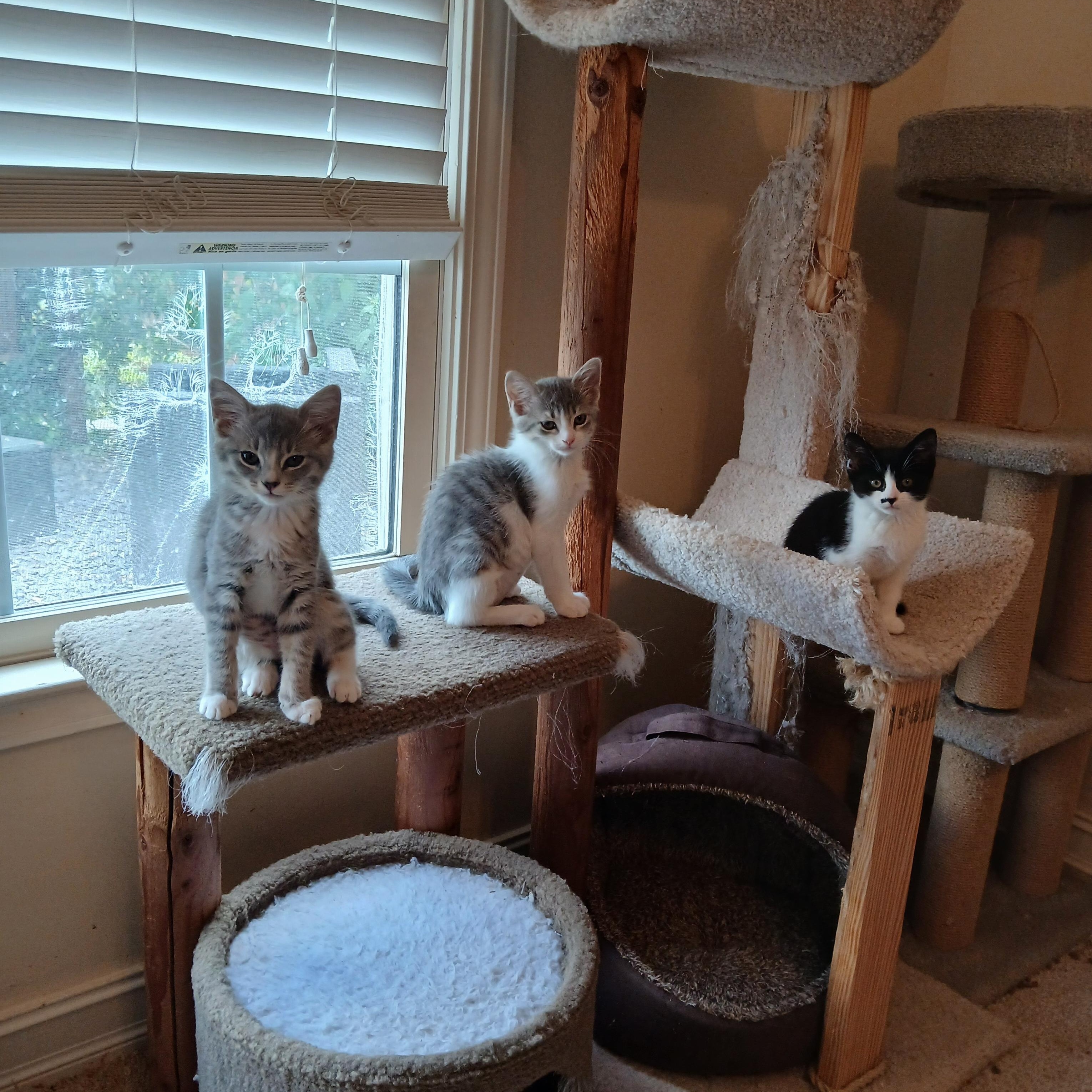 Enlarge Maeve, a Adoptable mixed breed in Duluth, GA image 3/3