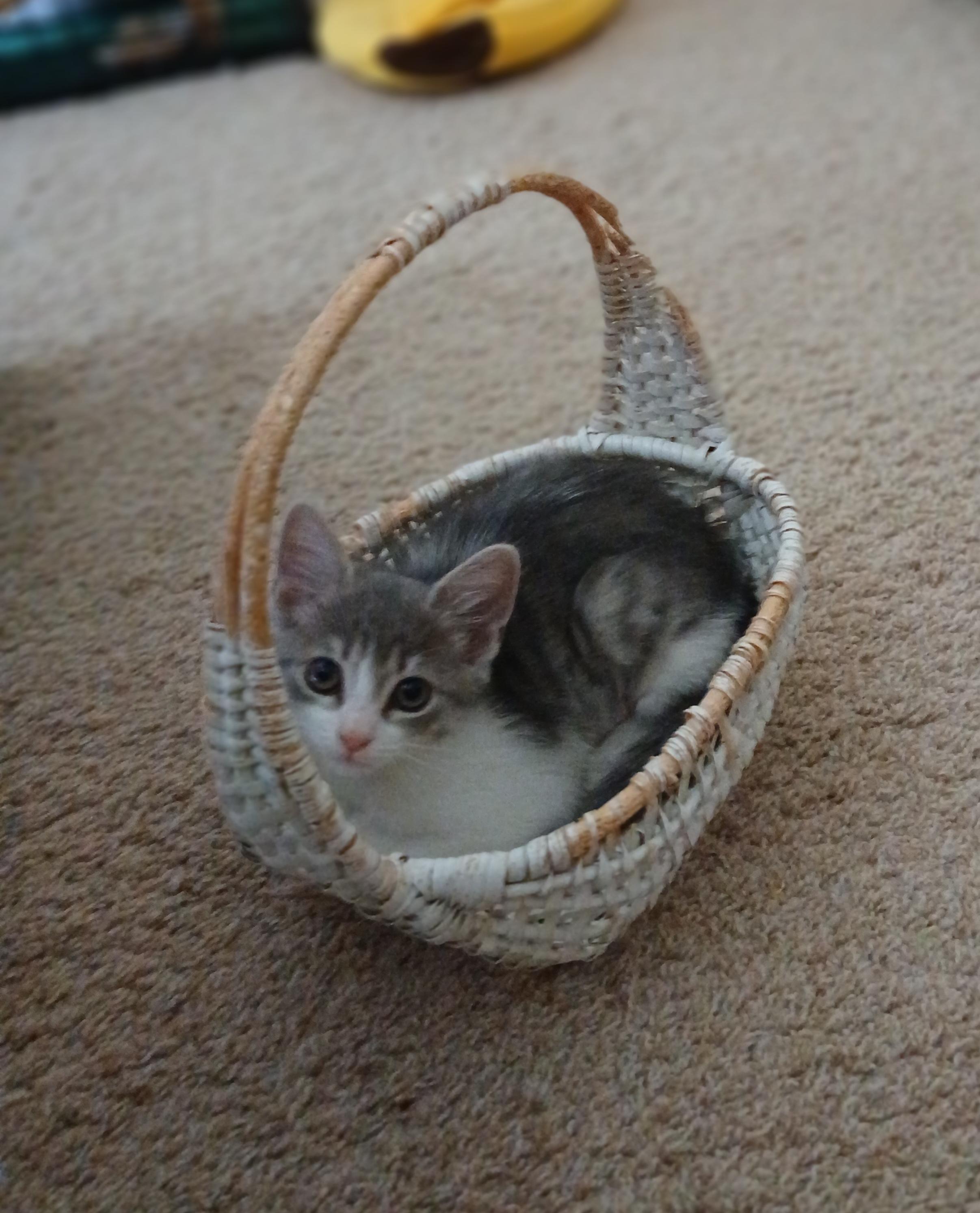 Maeve, Adoptable, Kitten Female Domestic Short Hair.