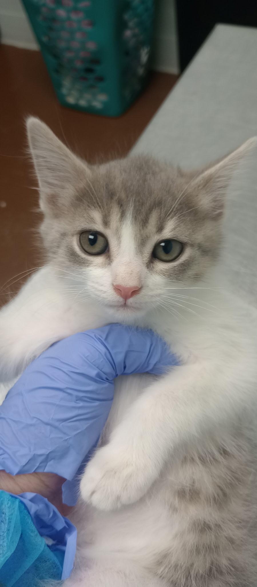 Enlarge Maeve, a Adoptable mixed breed in Duluth, GA image 2/3