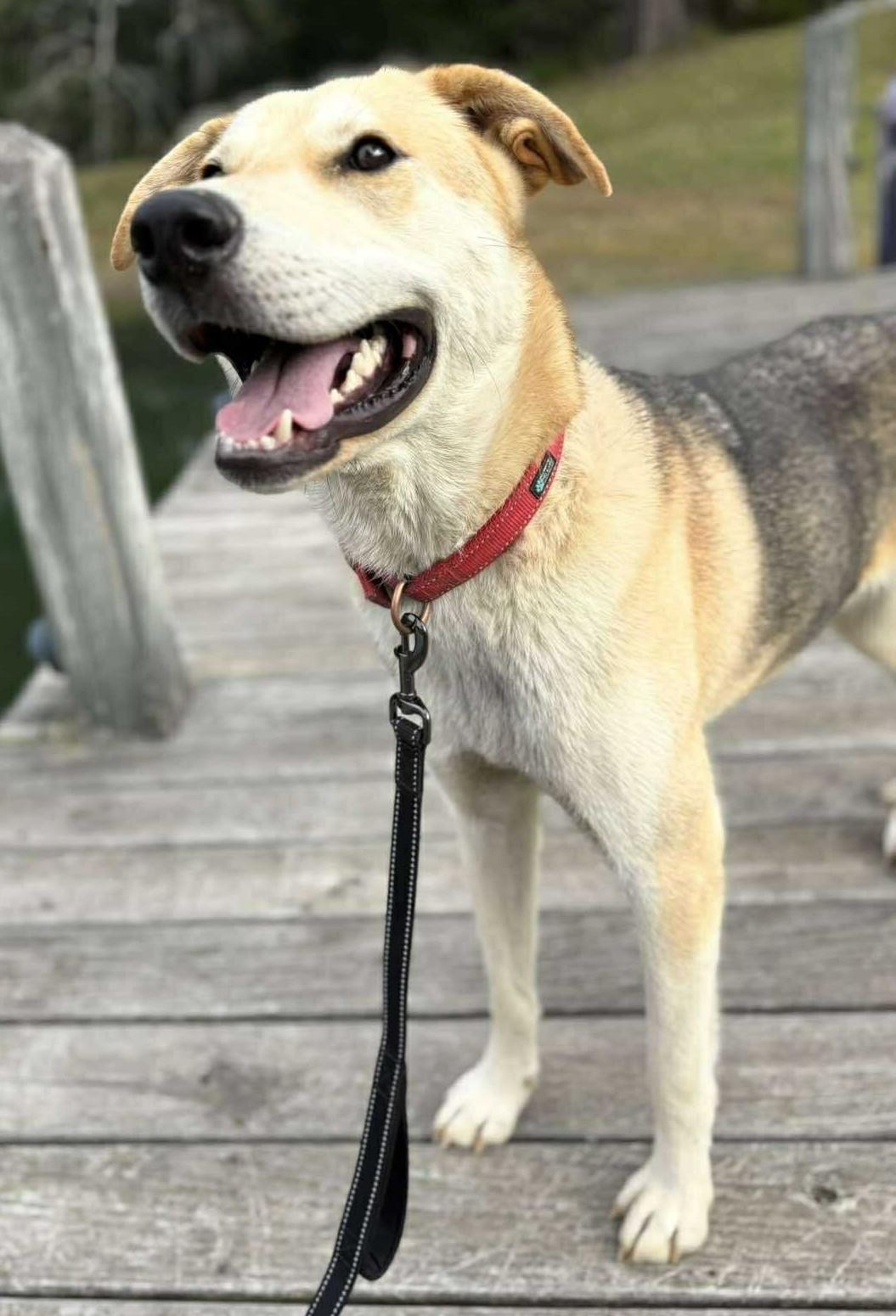 Enlarge Denali, a ADOPTABLE Mixed Breed in Northwood, NH image 2/3