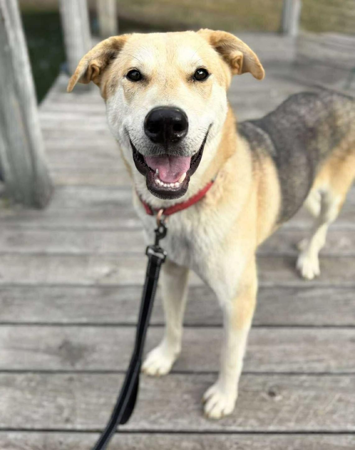 Enlarge Denali, a ADOPTABLE Mixed Breed in Northwood, NH image 1/3