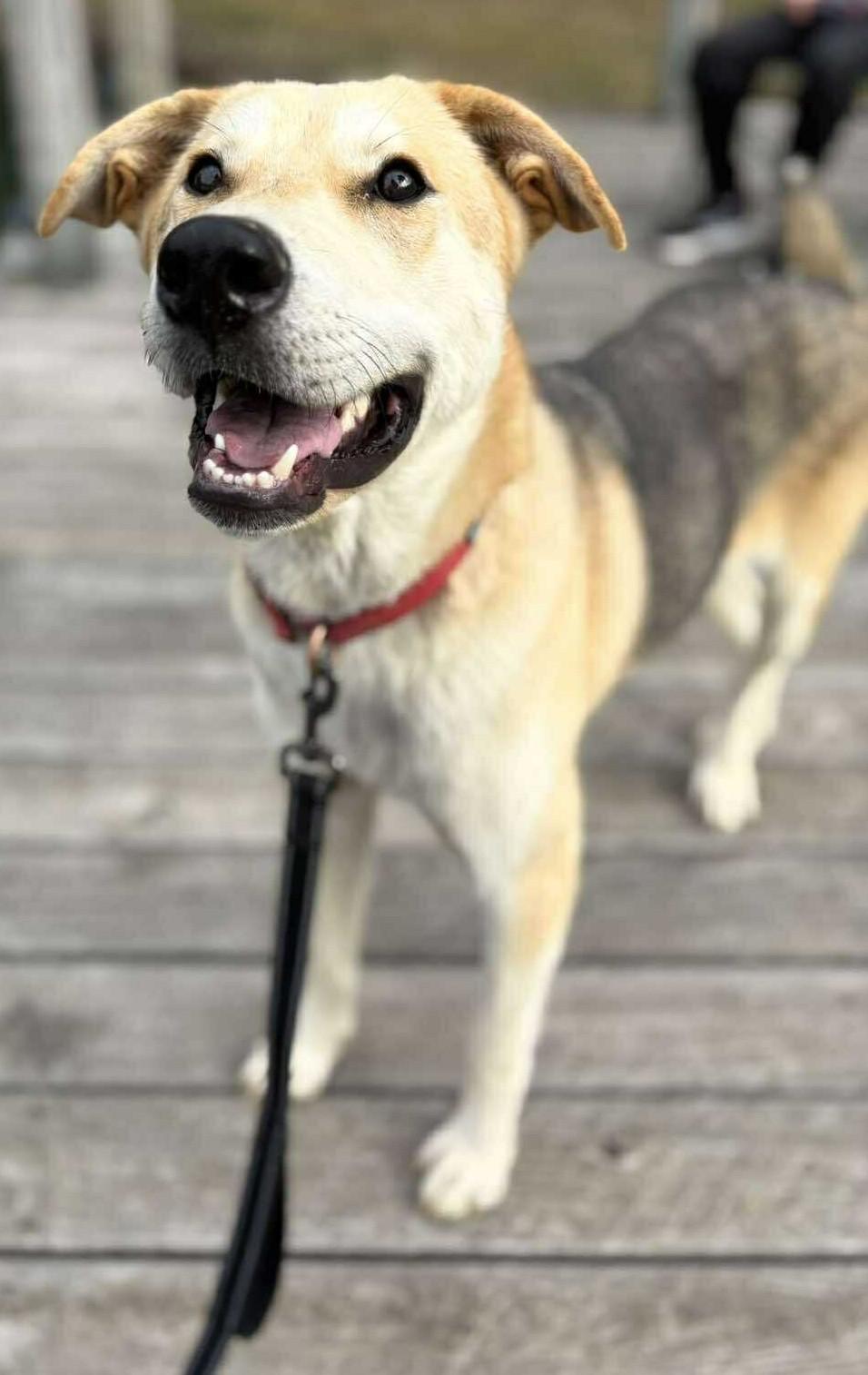 Enlarge Denali, a ADOPTABLE Mixed Breed in Northwood, NH image 3/3