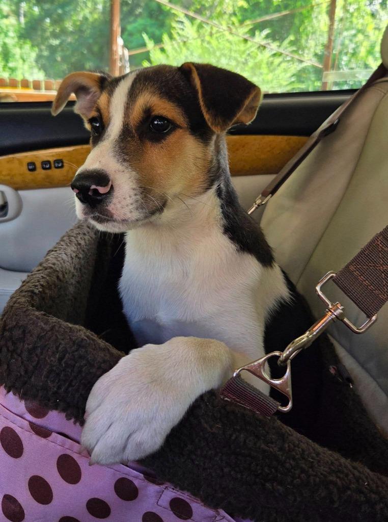 Enlarge Dutch, a Adoptable mixed breed in CONROE, TX image 3/3