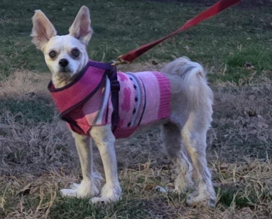Enlarge Suzie, a Adoptable mixed breed in Mocksville, NC image 1/2
