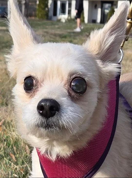 Enlarge Suzie, a Adoptable mixed breed in Mocksville, NC image 2/2