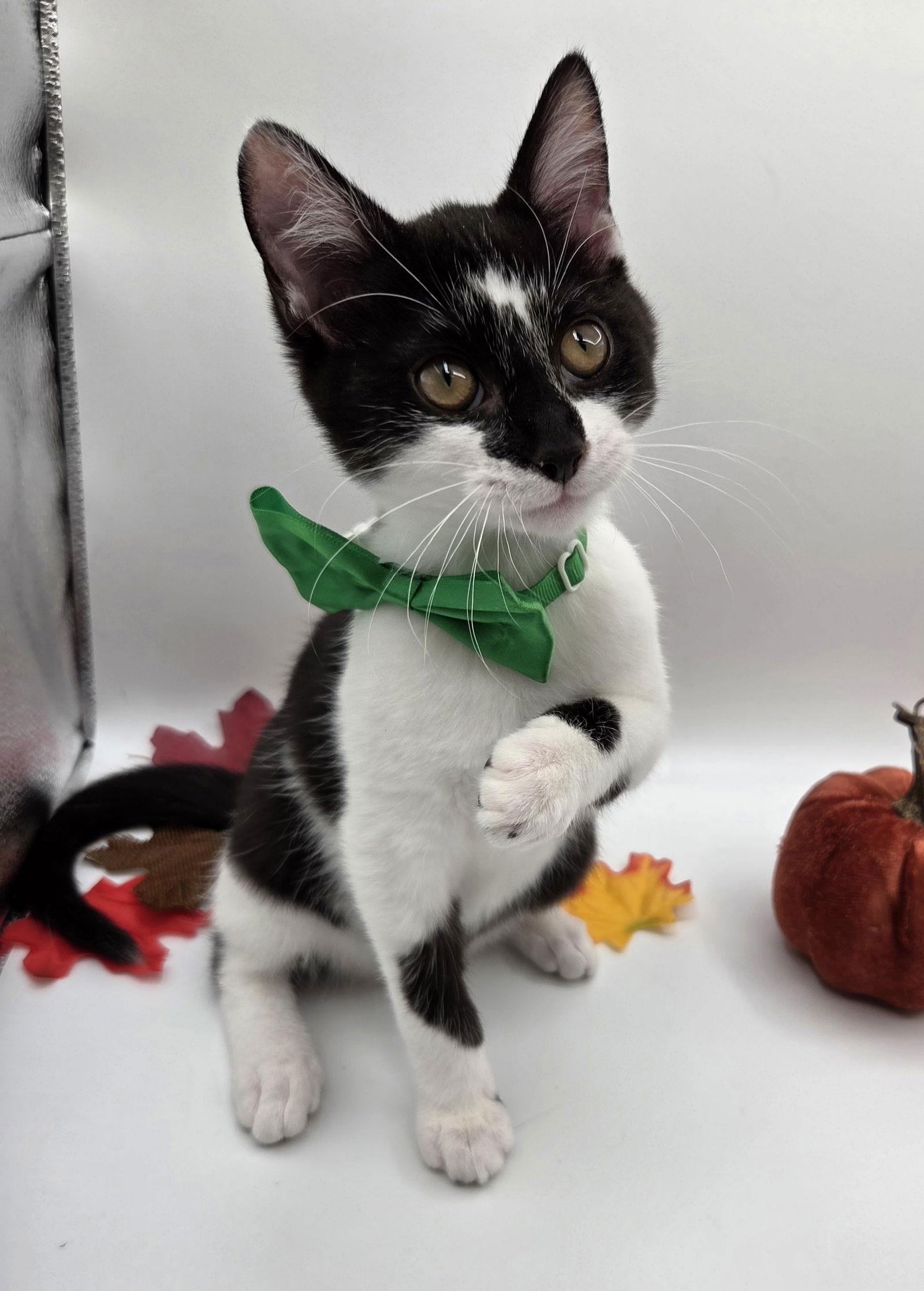 Salt, Adoptable, Kitten Male Domestic Short Hair & Tuxedo.