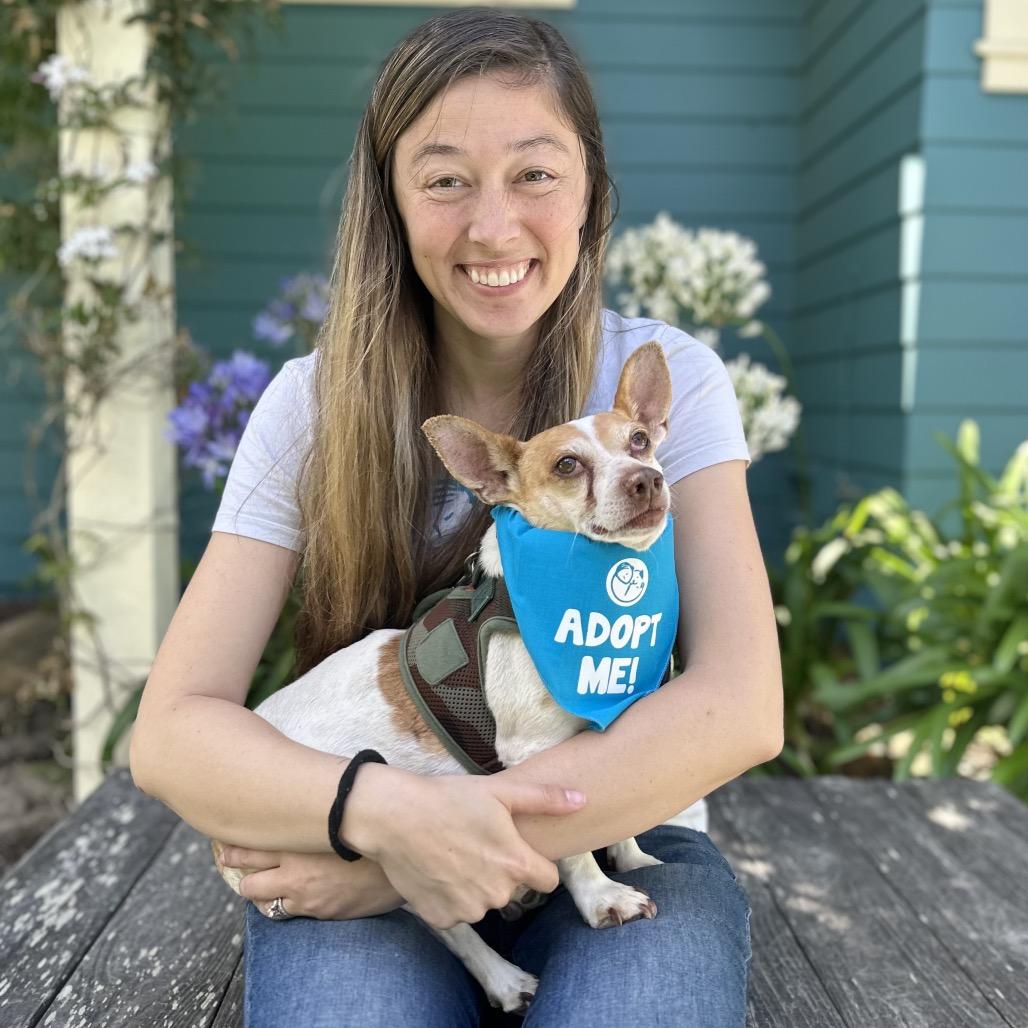 Ozzy, Adoptable, Senior Male Chihuahua & Basset Hound.
