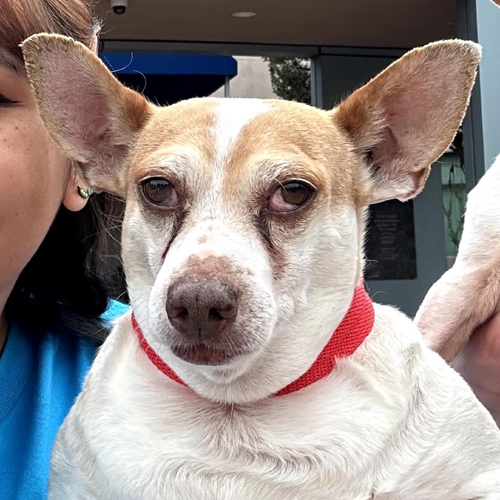 Enlarge Ozzy, a Adoptable mixed breed in Pacific Grove, CA image 2/6