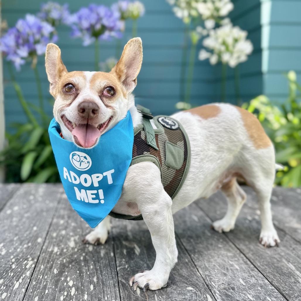 Ozzy, a Adoptable mixed breed in Pacific Grove, CA image 1/6