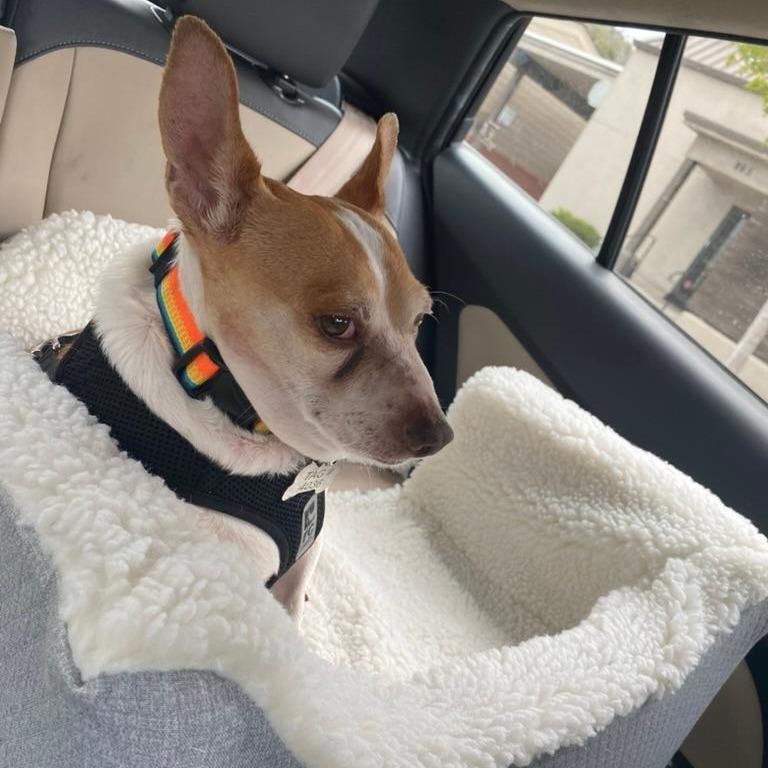 Ozzy, a Adoptable mixed breed in Pacific Grove, CA image 2/6