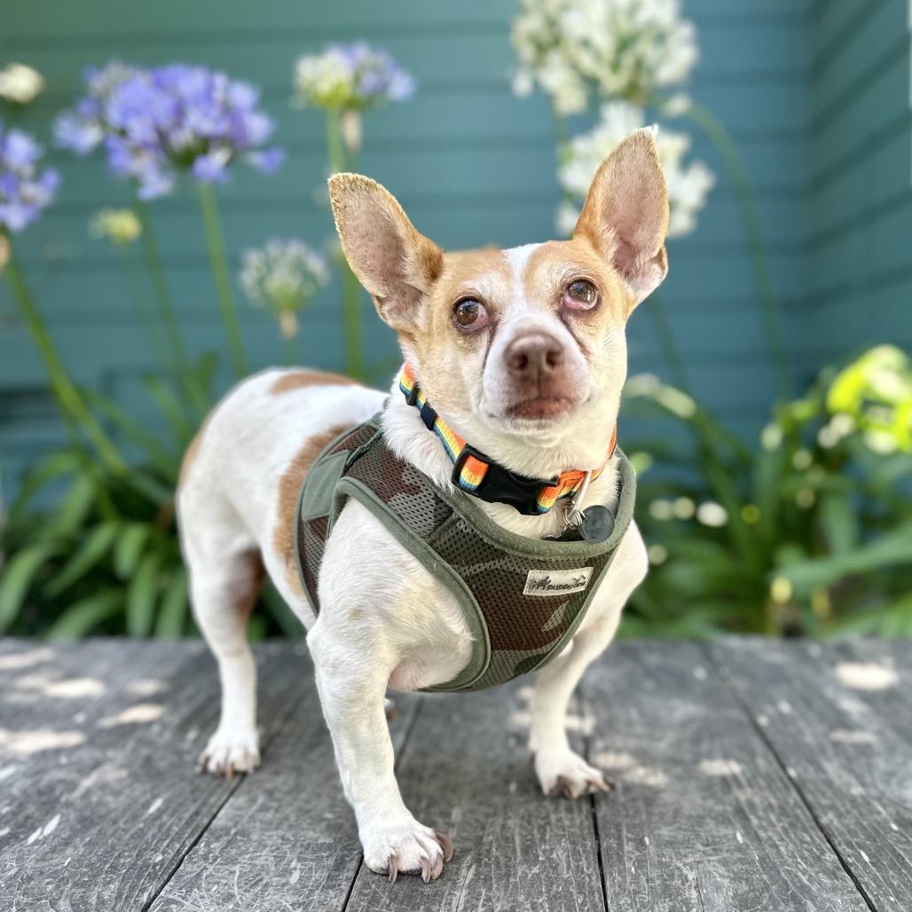 Ozzy, a Adoptable mixed breed in Pacific Grove, CA image 3/6