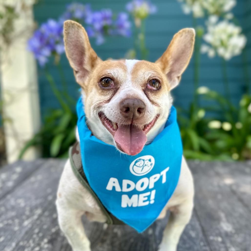 Ozzy, a Adoptable mixed breed in Pacific Grove, CA image 5/6
