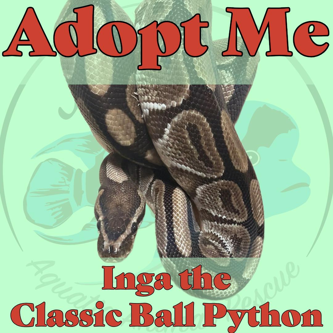 Enlarge Inga the Ball Python, an adopted Ball Python in Neenah, WI image 1/1