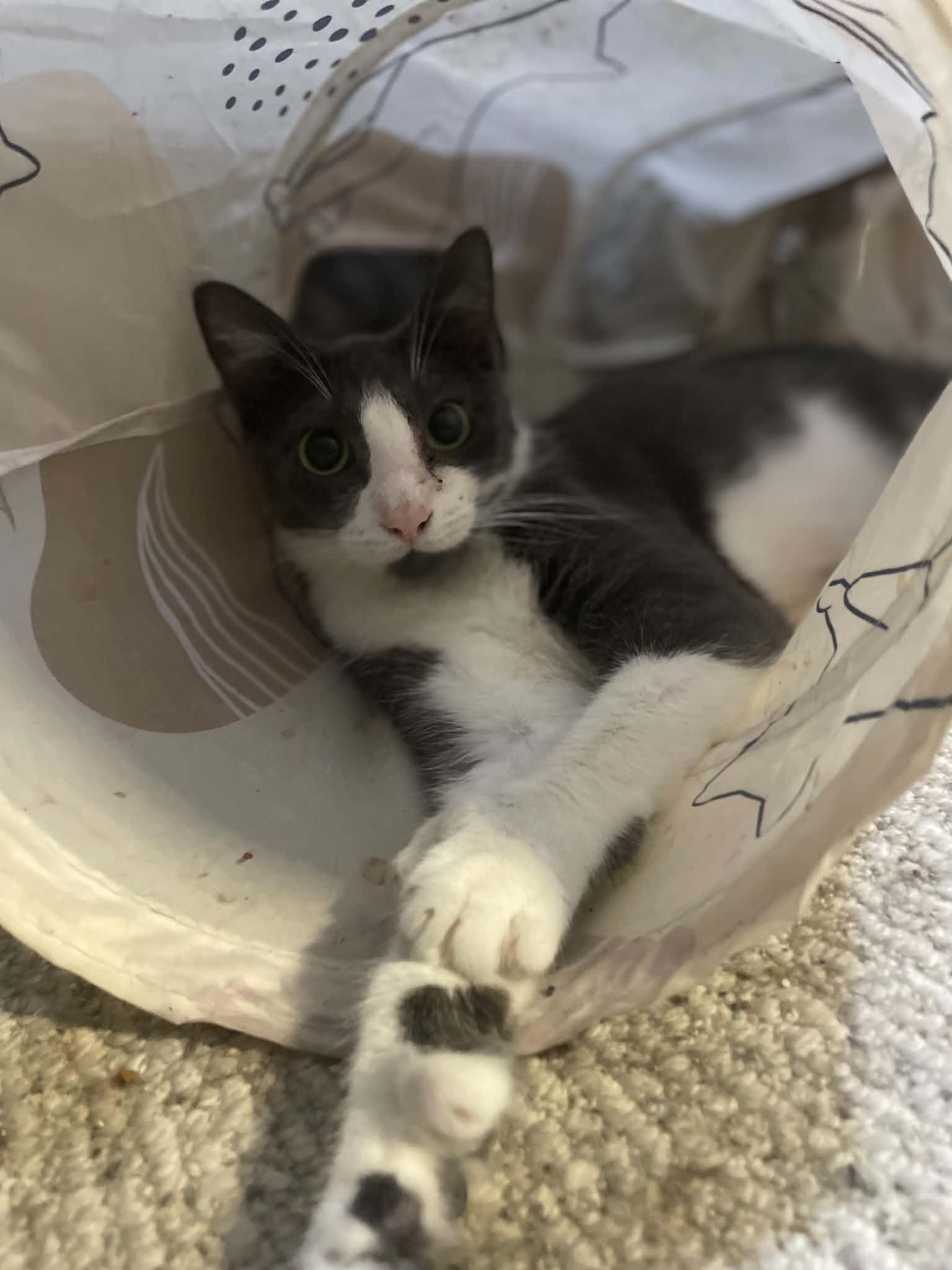 Enlarge Grace , a Adoptable Extra-Toes Cat / Hemingway Polydactyl in Ormond beach, FL image 2/2