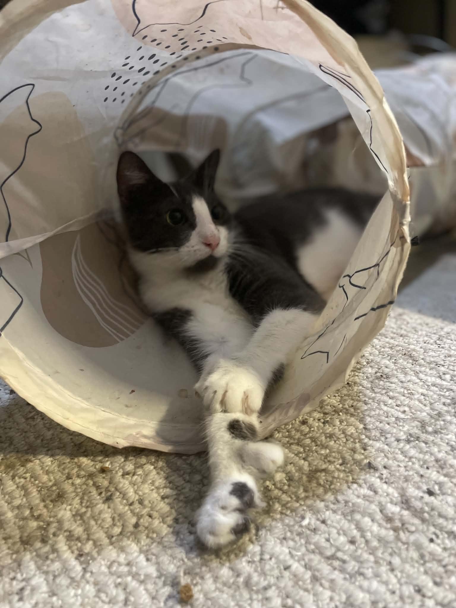 Grace , Adoptable, Young Female Extra-Toes Cat / Hemingway Polydactyl.