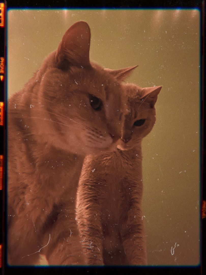 Enlarge Buzz & Doc, a Adopted Tabby in Keller, TX image 1/12