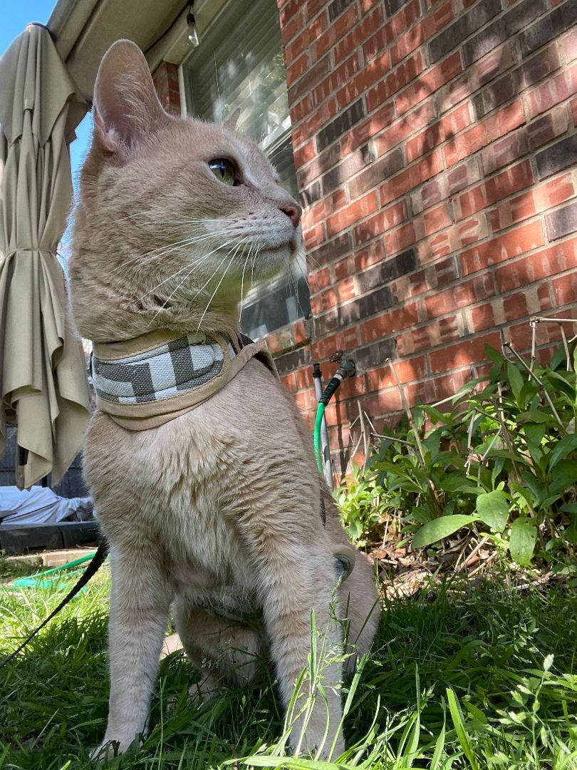 Enlarge Buzz & Doc, a Adopted Tabby in Keller, TX image 2/12