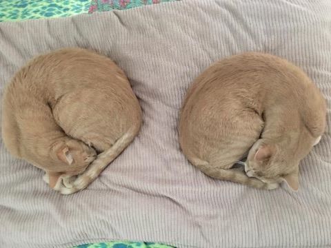 Enlarge Buzz & Doc, a Adopted Tabby in Keller, TX image 3/12
