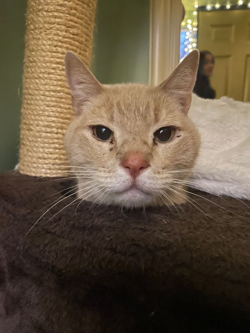 Enlarge Buzz & Doc, a Adopted Tabby in Keller, TX image 4/12