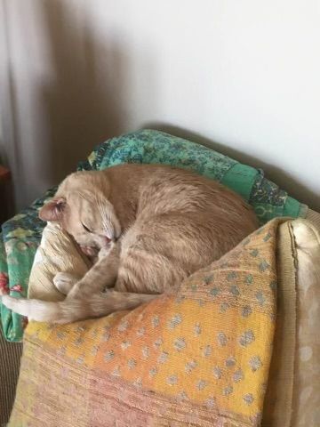 Enlarge Buzz & Doc, a Adopted Tabby in Keller, TX image 6/12