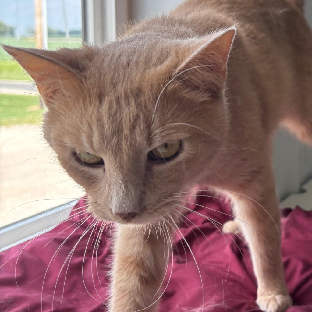 Enlarge Phineas, a Adoptable mixed breed in Hartford City, IN image 1/5