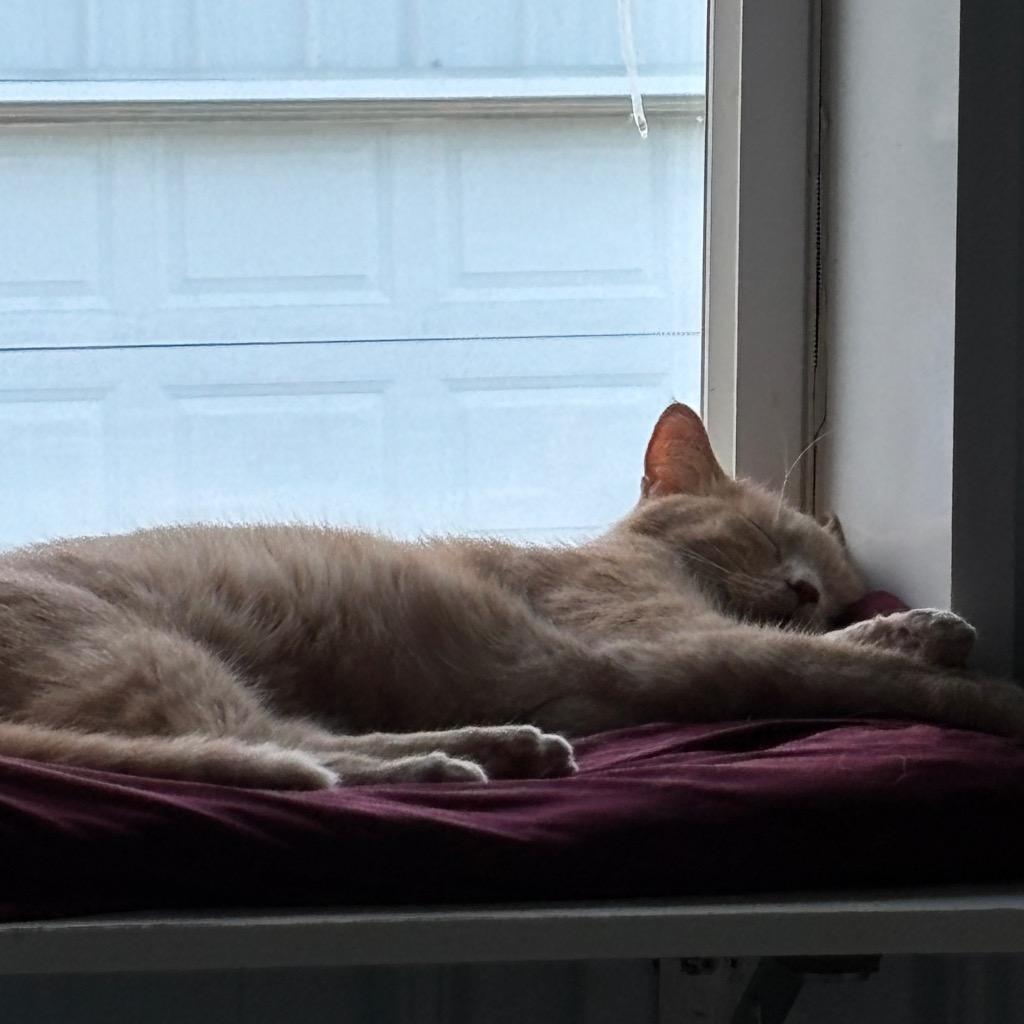 Phineas, a Adoptable mixed breed in Hartford City, IN image 2/6