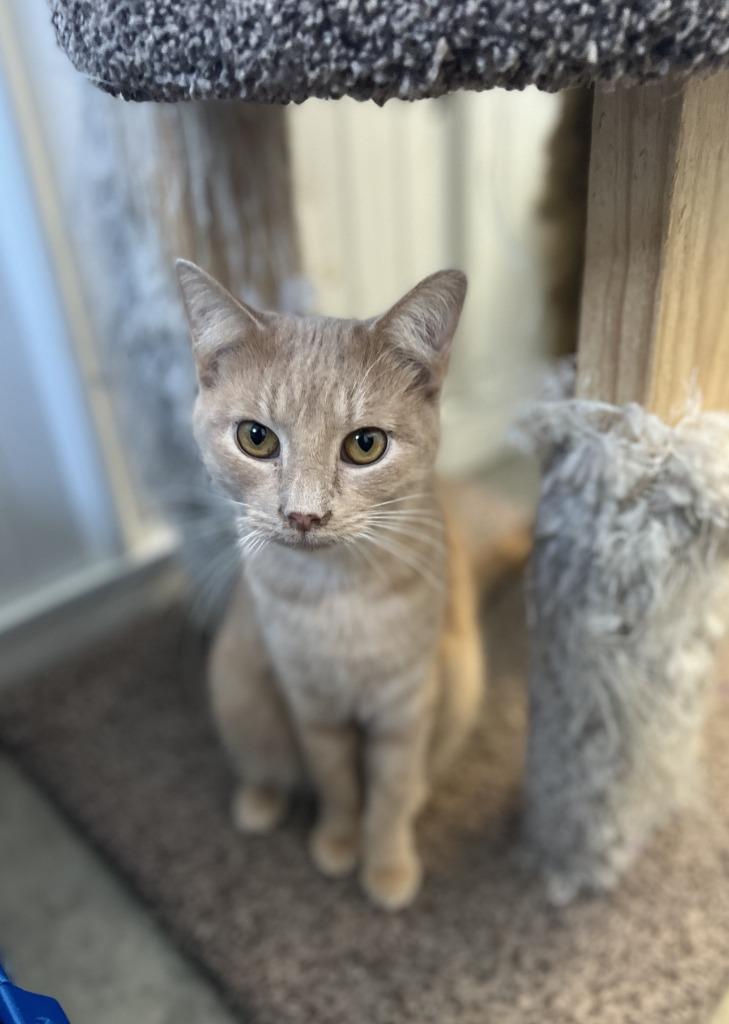 Phineas, a Adoptable mixed breed in Hartford City, IN image 2/5