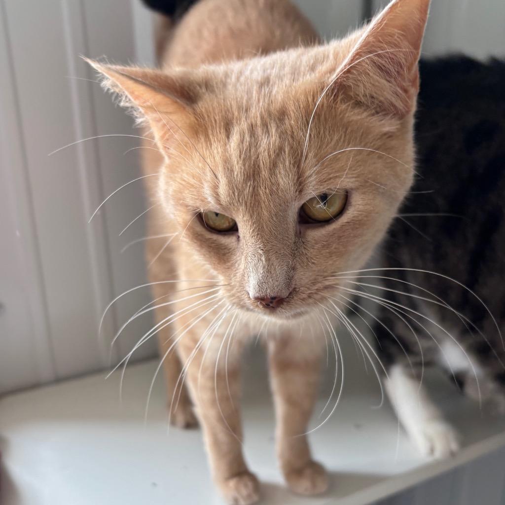 Phineas, Adoptable, Adult Male Domestic Short Hair.