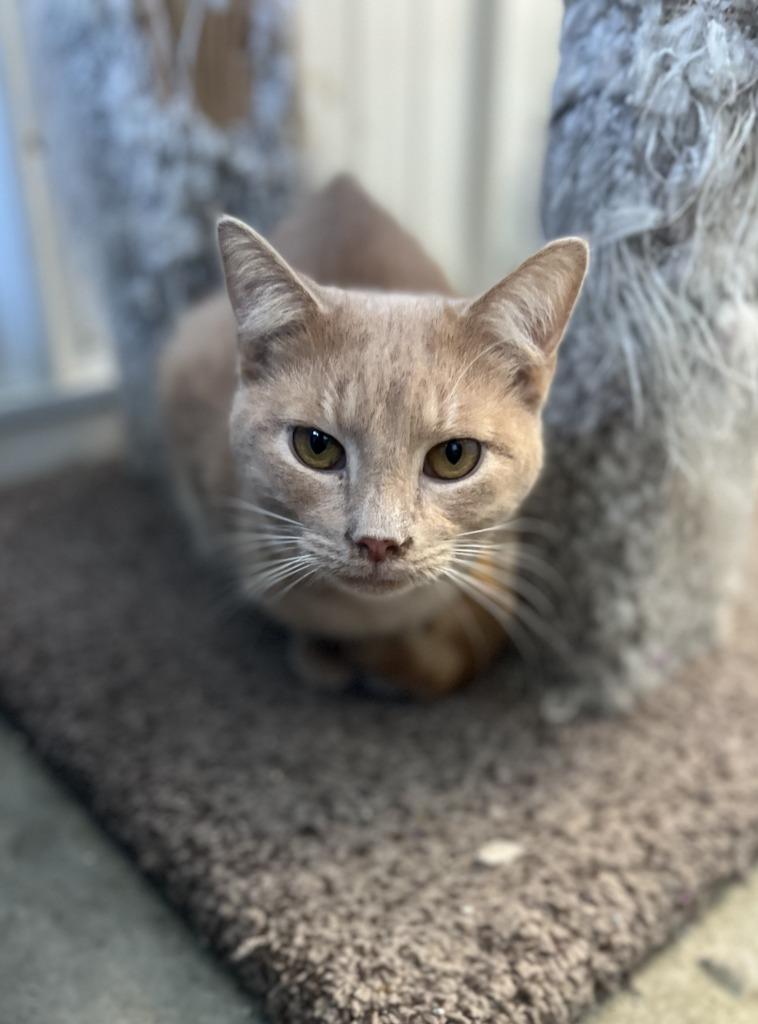 Phineas, a Adoptable mixed breed in Hartford City, IN image 4/5