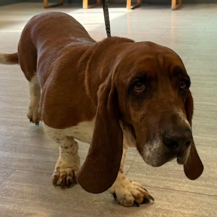 Honeybee, Adopted, Adult Male Basset Hound.