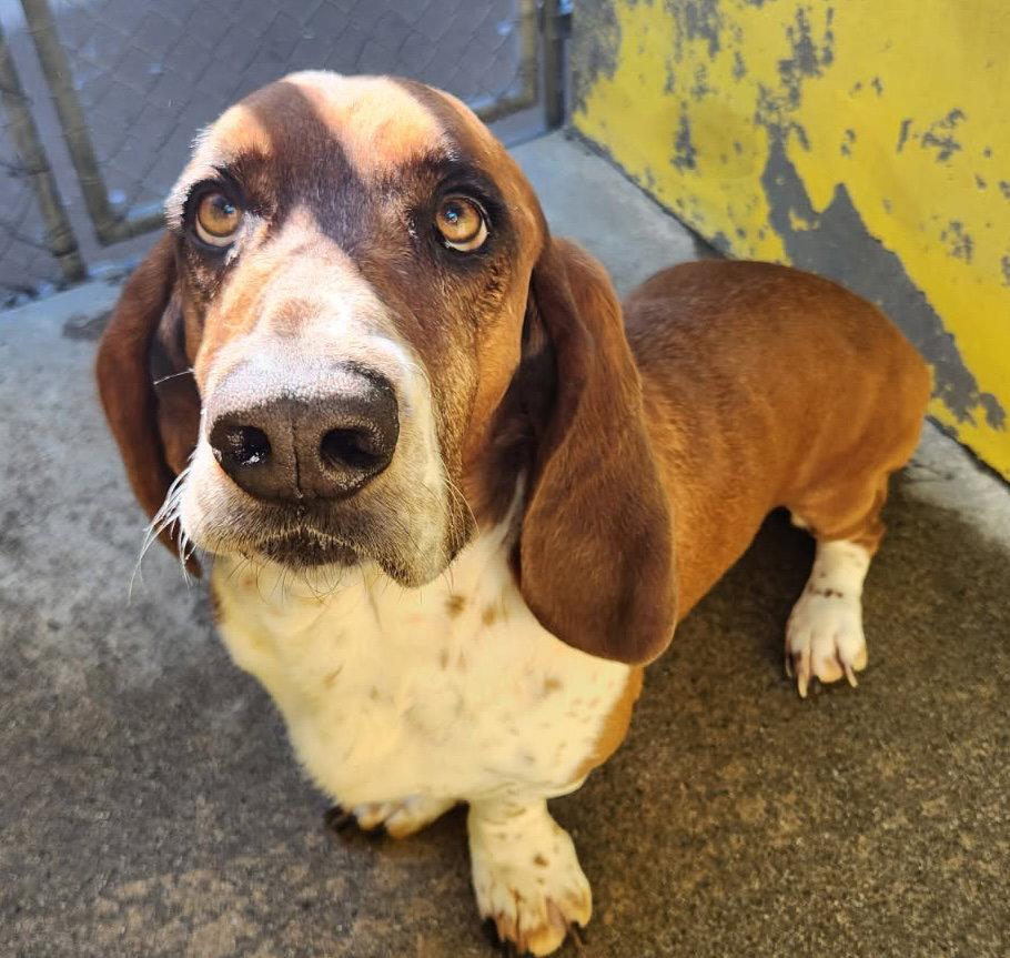 Enlarge Honeybee, a Adopted Basset Hound in Petaluma, CA image 2/2