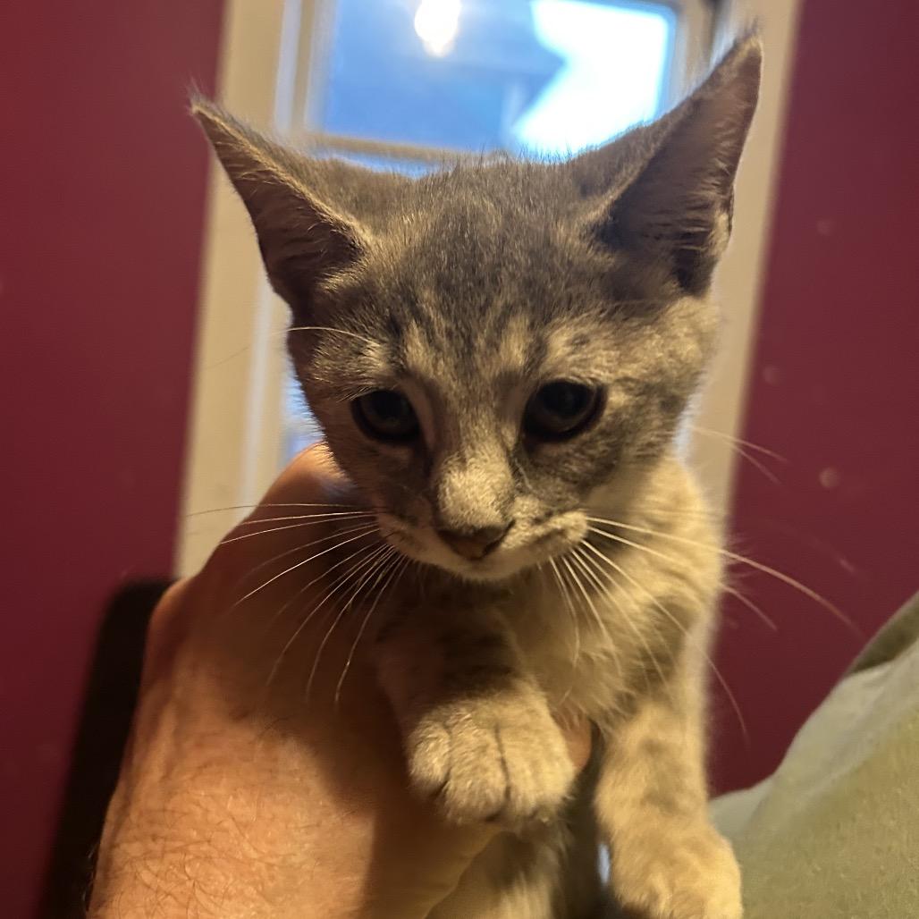 Sunshine, Adoptable, Young Female Domestic Short Hair.