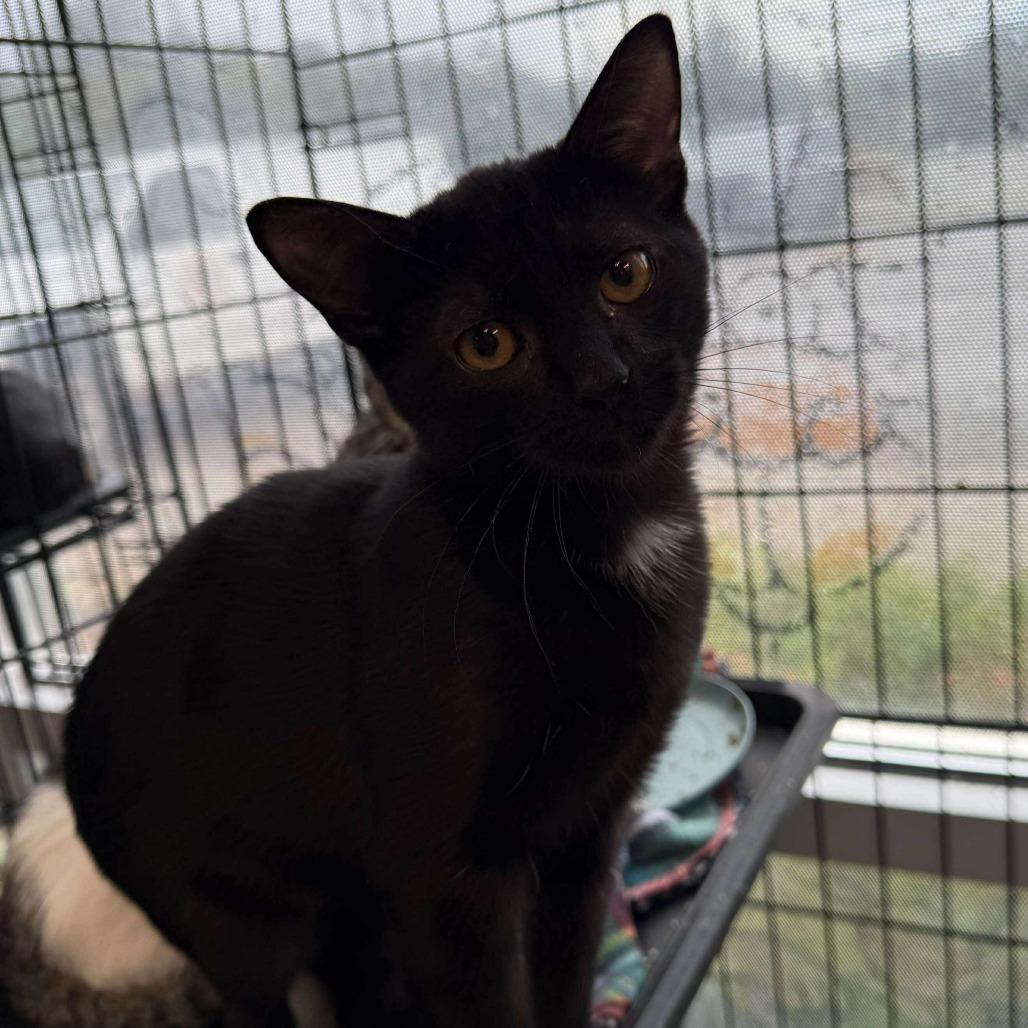 Minnie, a Adoptable Domestic Short Hair in Rocky Mount, VA image 1/2