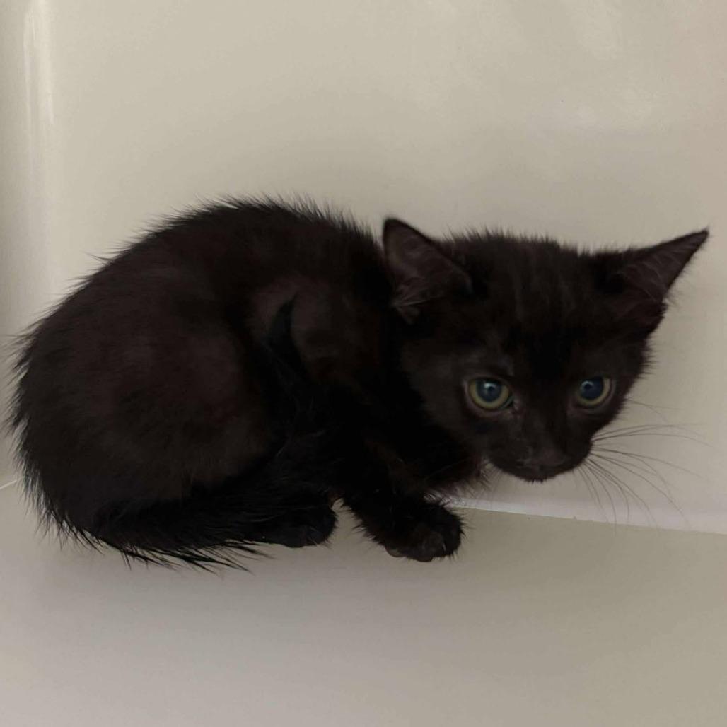 Minnie, a Adoptable Domestic Short Hair in Rocky Mount, VA image 2/2