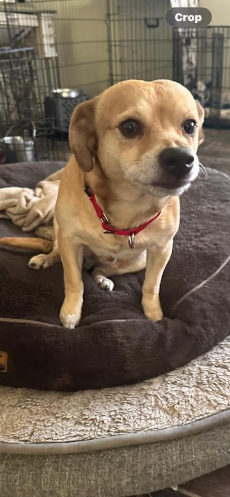 Paco, Adoptable, Adult Male Chihuahua.