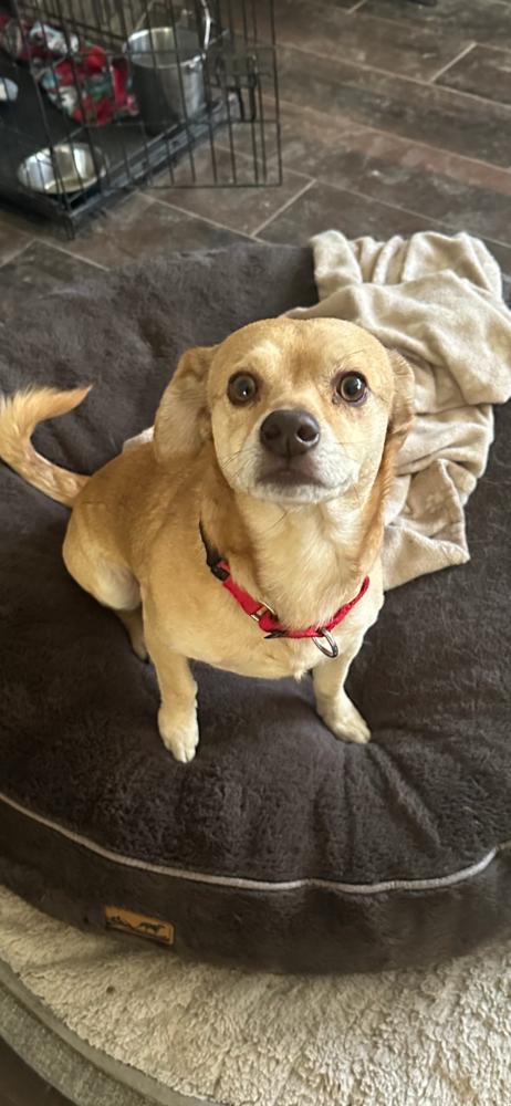 Enlarge Paco, a Adoptable Chihuahua in New Bedford, MA image 2/2
