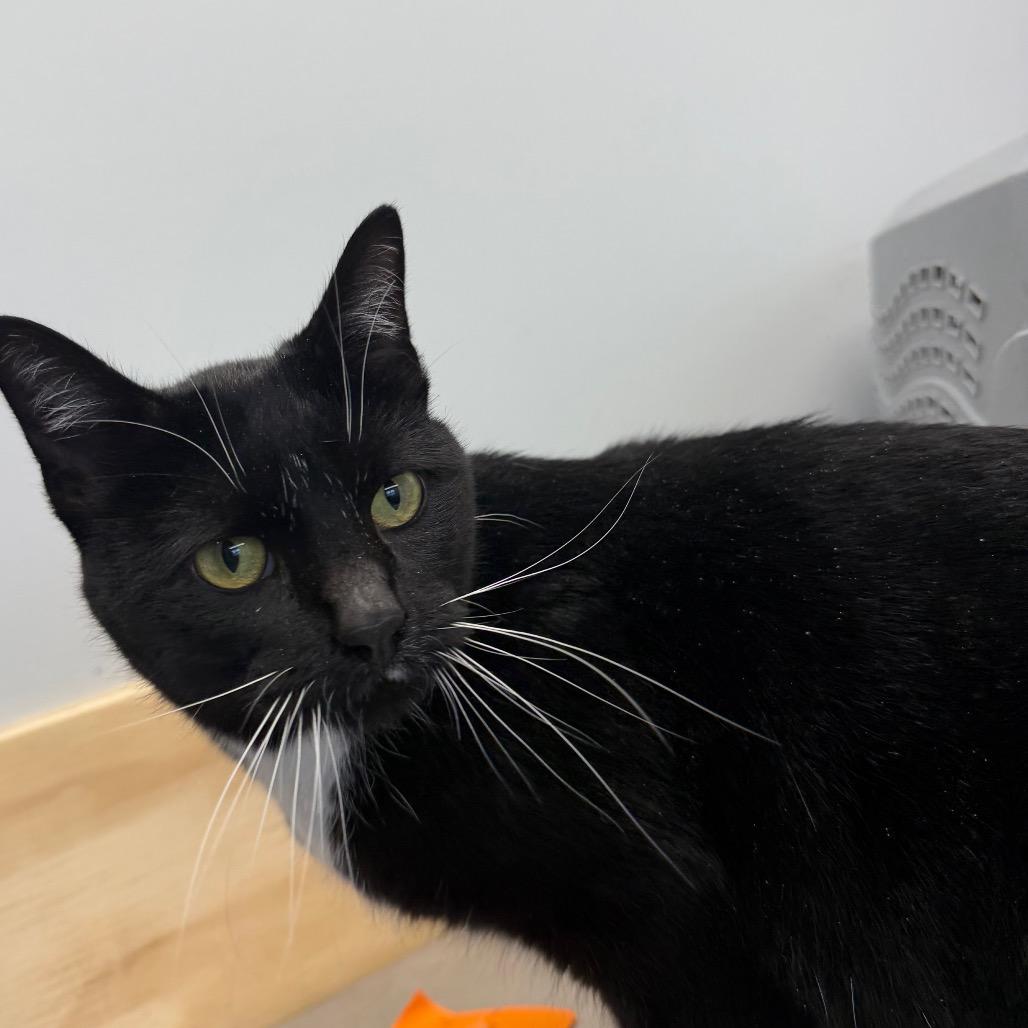 Enlarge Four Leaf, a Adoptable Domestic Short Hair in Watertown, NY image 1/1