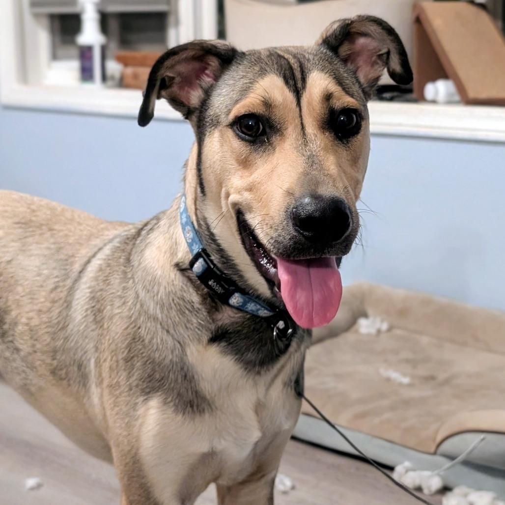 Wheeler, Adoptable, Young Male Mixed Breed.